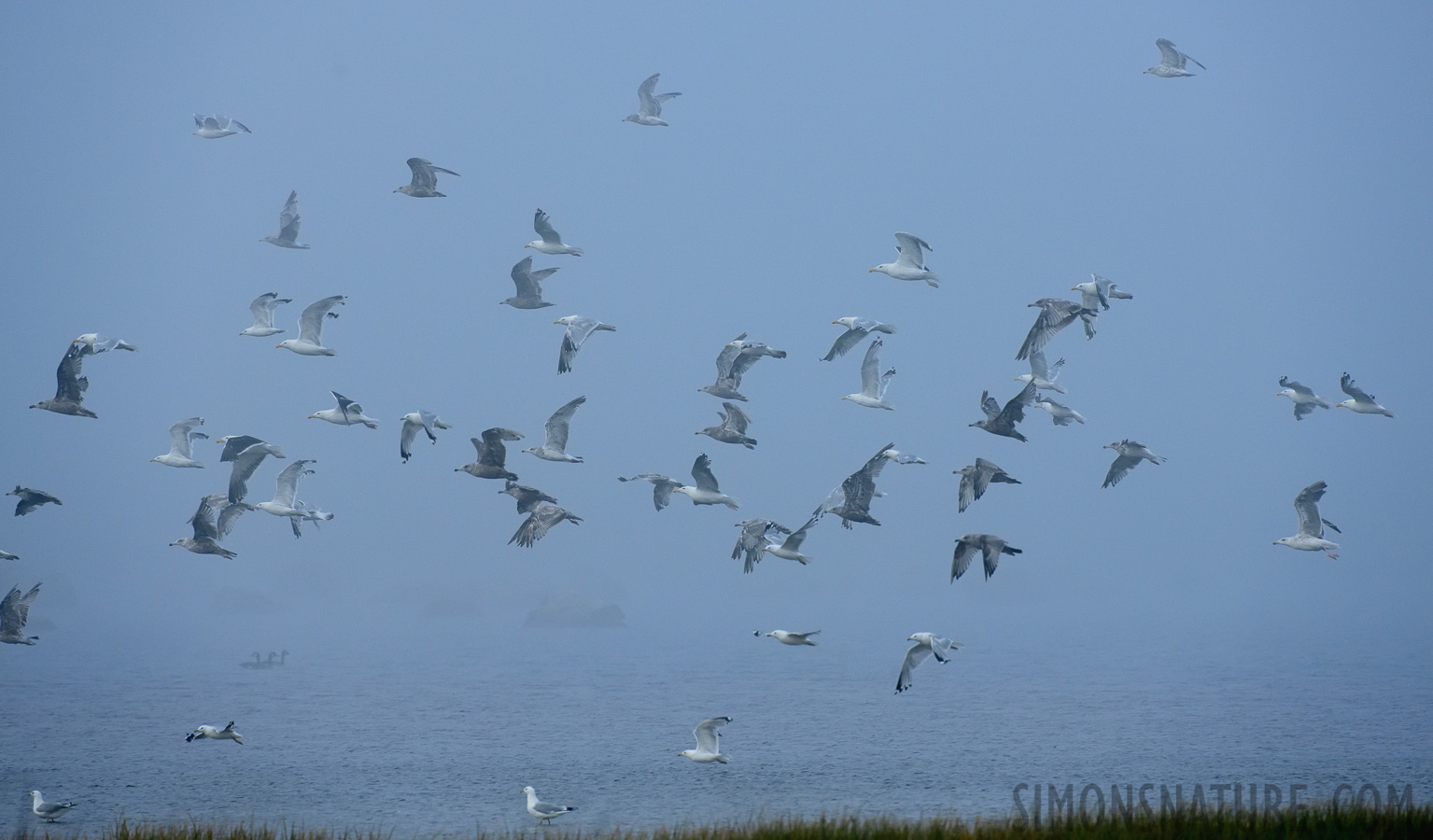 Cape Freels [400 mm, 1/1600 sec at f / 8.0, ISO 1600]